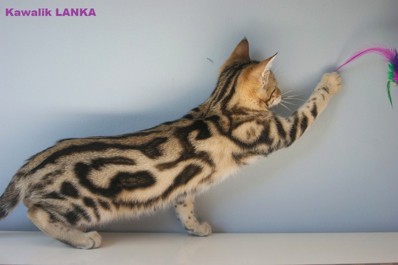 femelle bengal marbr